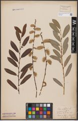 Foto von Salix aurita L. x Salix purpurea L.